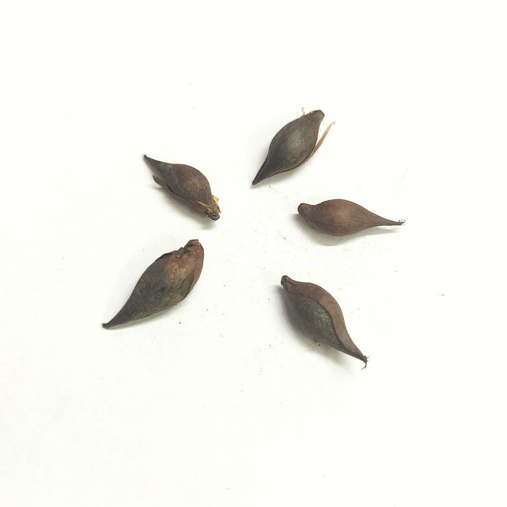 Oxalis Versicolor Flower Bulbs