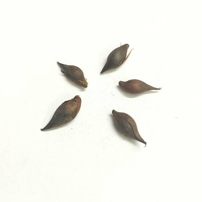 Oxalis Versicolor Flower Bulbs