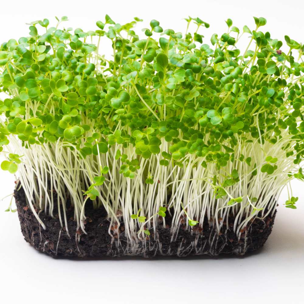 Pak Choi Microgreens Seeds