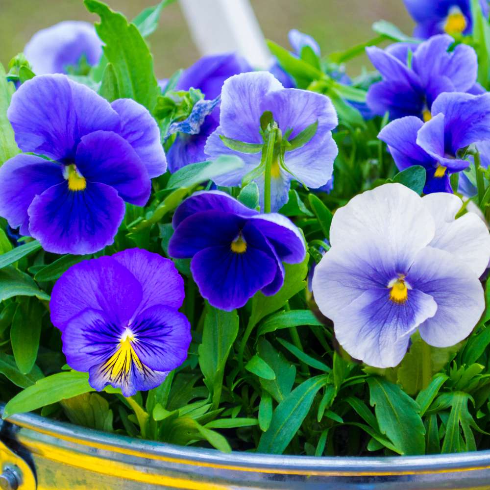 Buy Best Quality Pansy Swiss Giant Blue seeds Online - Organic Bazar