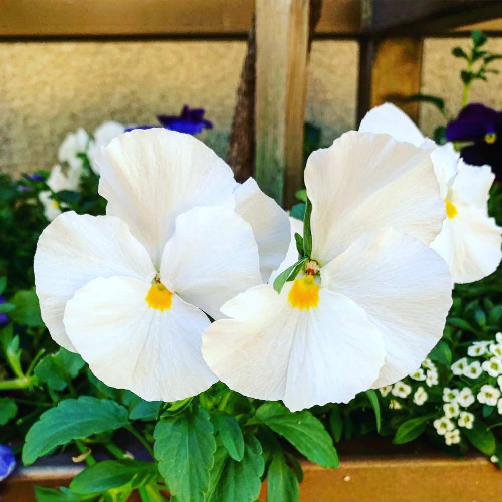 Pansy Swiss Giant White Seeds