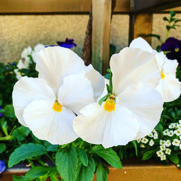 Pansy Swiss Giant White Seeds