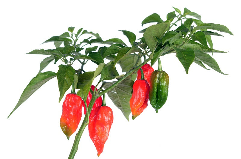 Ghost Pepper (Bhut Jolokia)