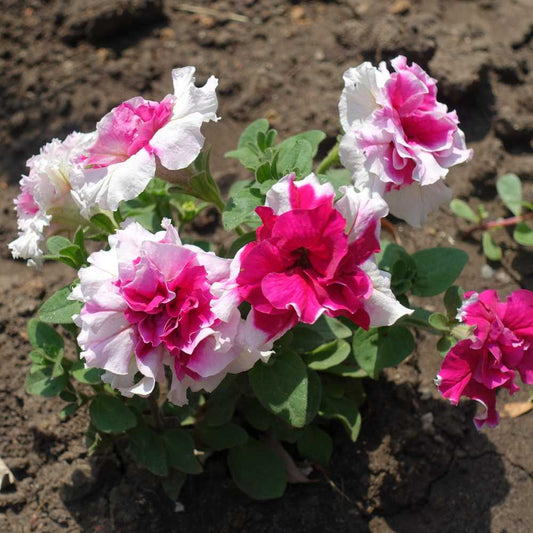 Petunia Double Glorious Mix Seeds