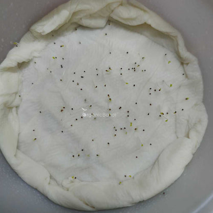 Petunia Double Glorious Mix Seeds