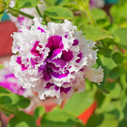 Petunia Double Glorious