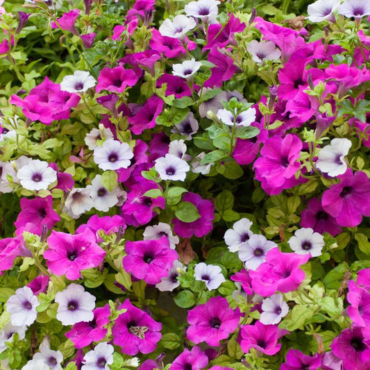 Petunia Supercascade Mix Seeds