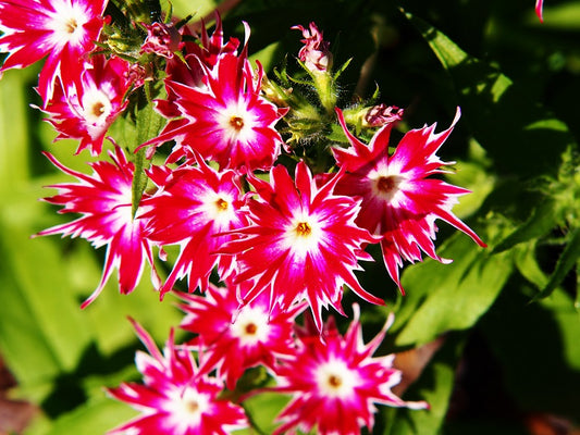 Phlox Twinkle Dwarf Mix