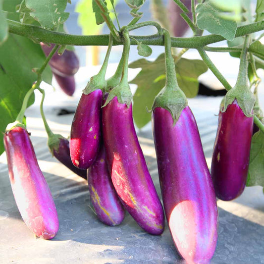 Brinjal Pink Medium Long F1 Hybrid Seeds