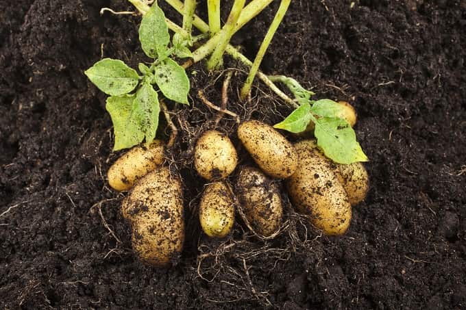 Growing Potatoes In Clay Soil In Hindi