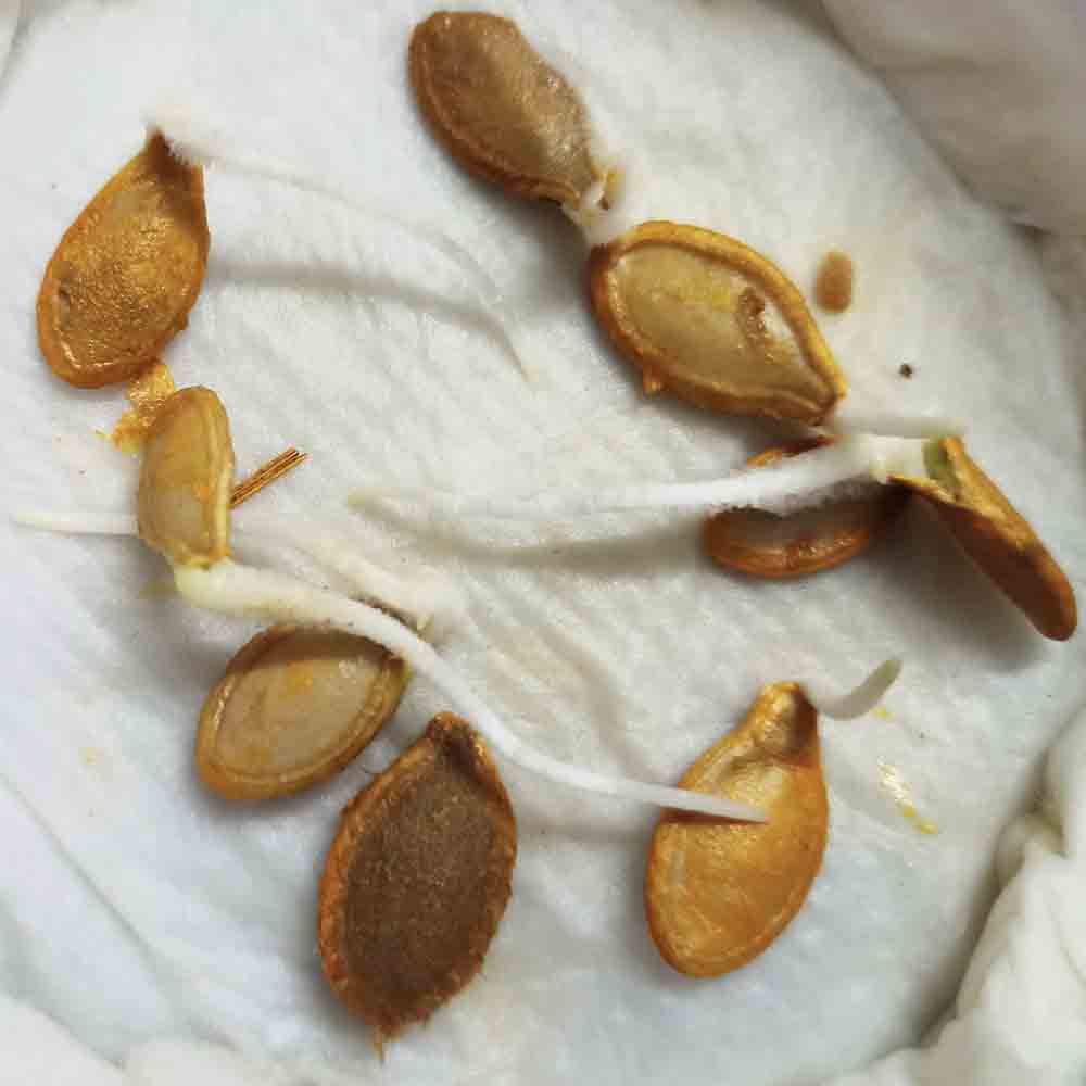 Pumpkin Nagarjuna Vi Seeds