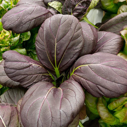 Purple PAk Choi Seeds (2)