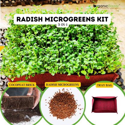 RADISH MICROGREENS KIT 3 in 1