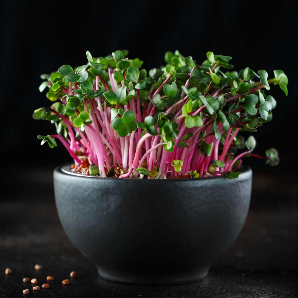 Radish Microgreens Seeds