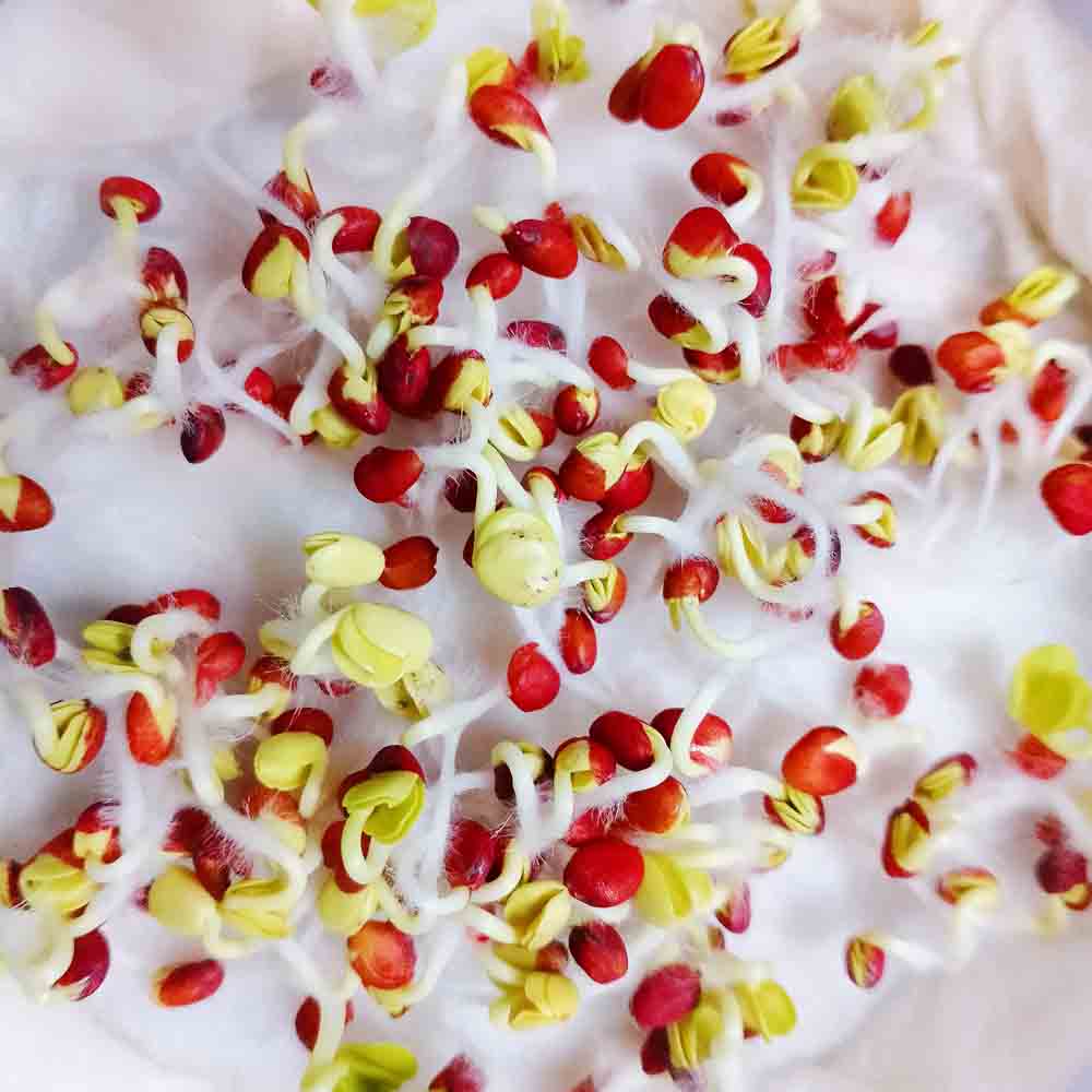 Radish (Mooli) Seeds White Long