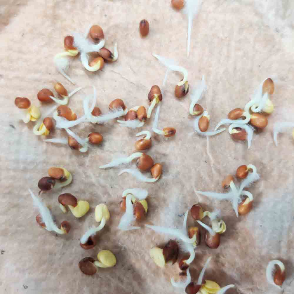 Radish Pusa Chetki Seeds
