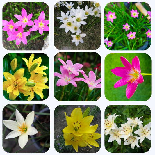 Rain Lily Flower Bulbs Mixed Color