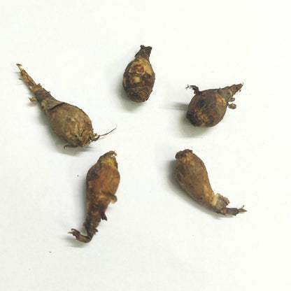 Rain Lily Rose Flower Bulbs