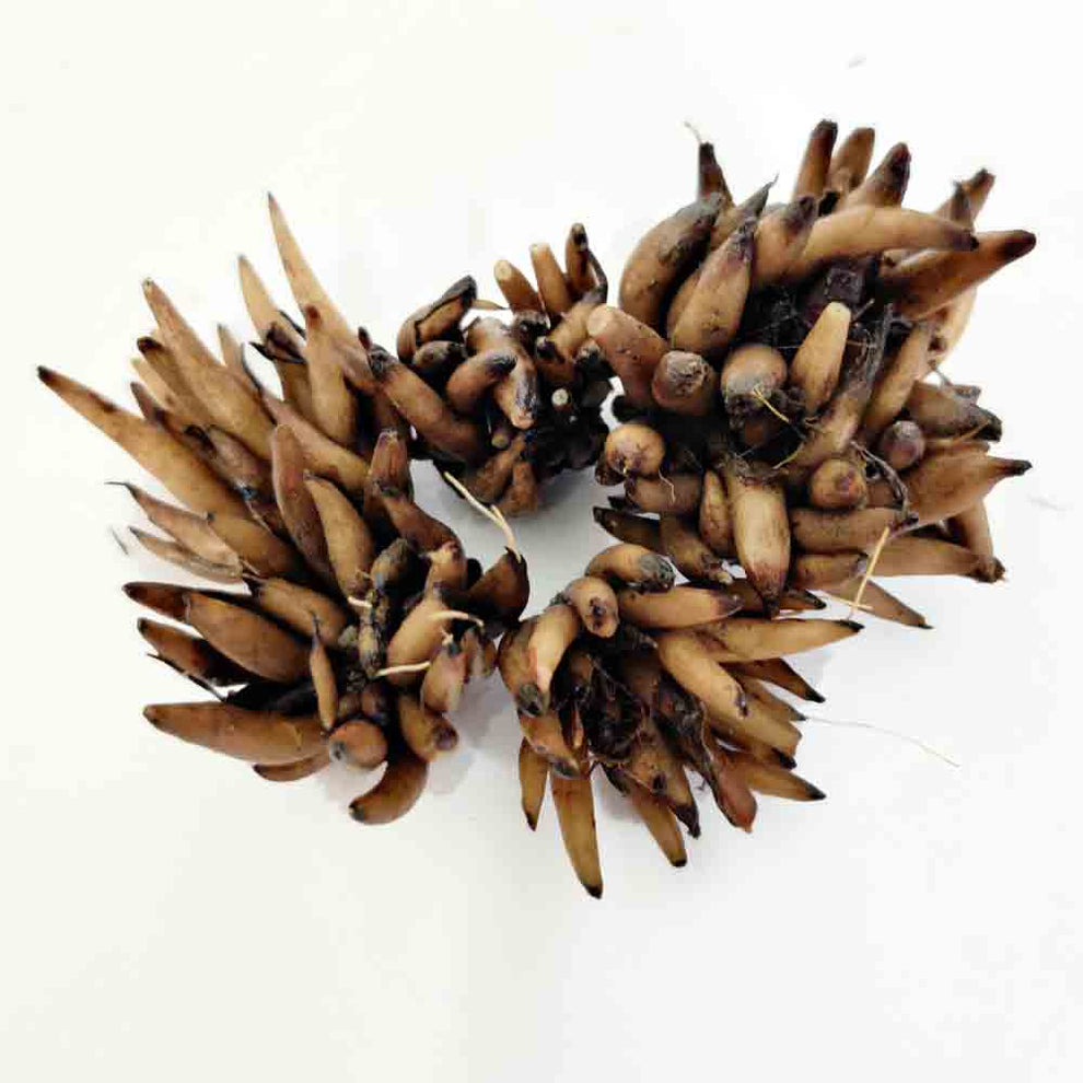 Buy Ranunculus Flower Bulbs Online India (Mixed Color) OrganicBazar