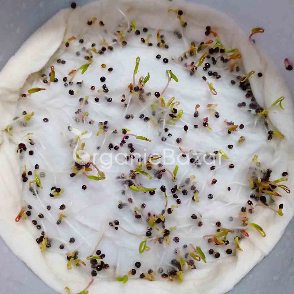 Red amaranth (lal bhaji) Seeds