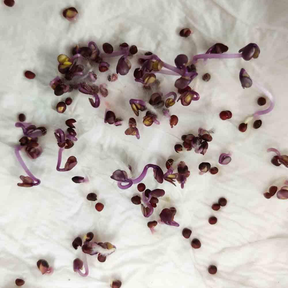 Red Cabbage (Lal Patta gobhi) Imported Seeds