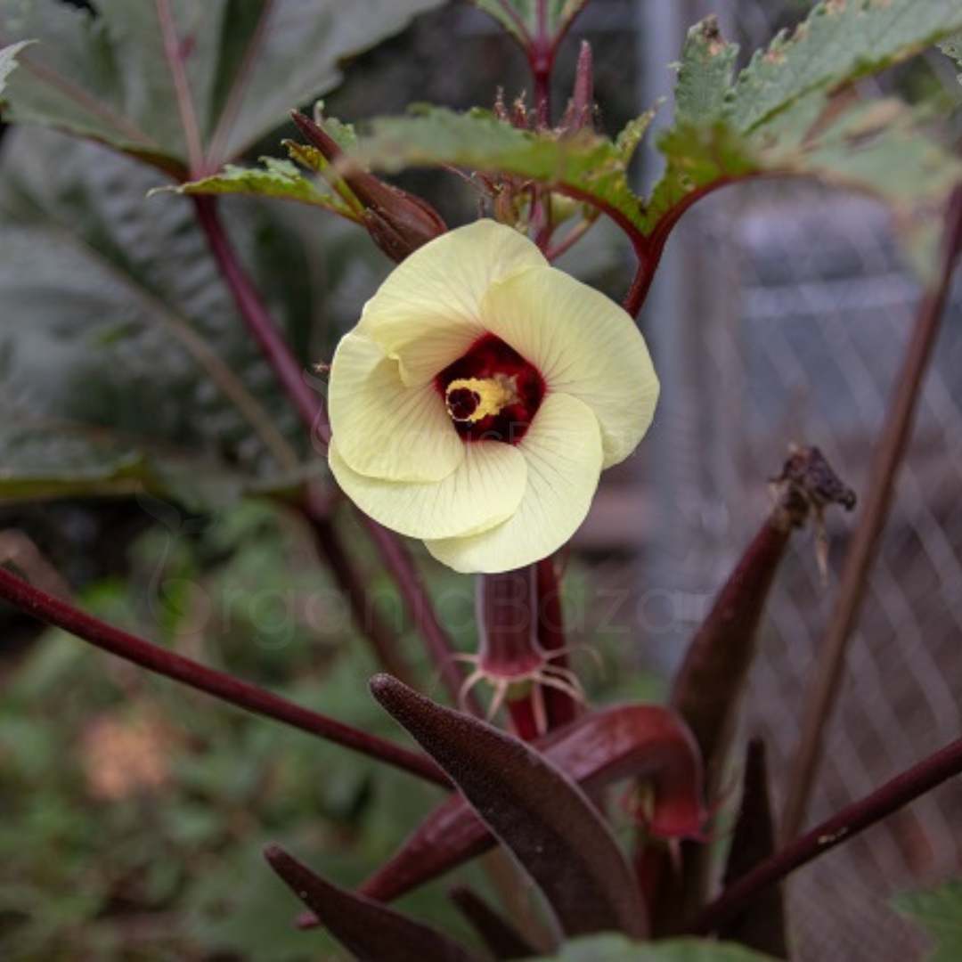 Red Okra (lal bhindi) Seeds Hybrid (लाल भिंडी के बीज)