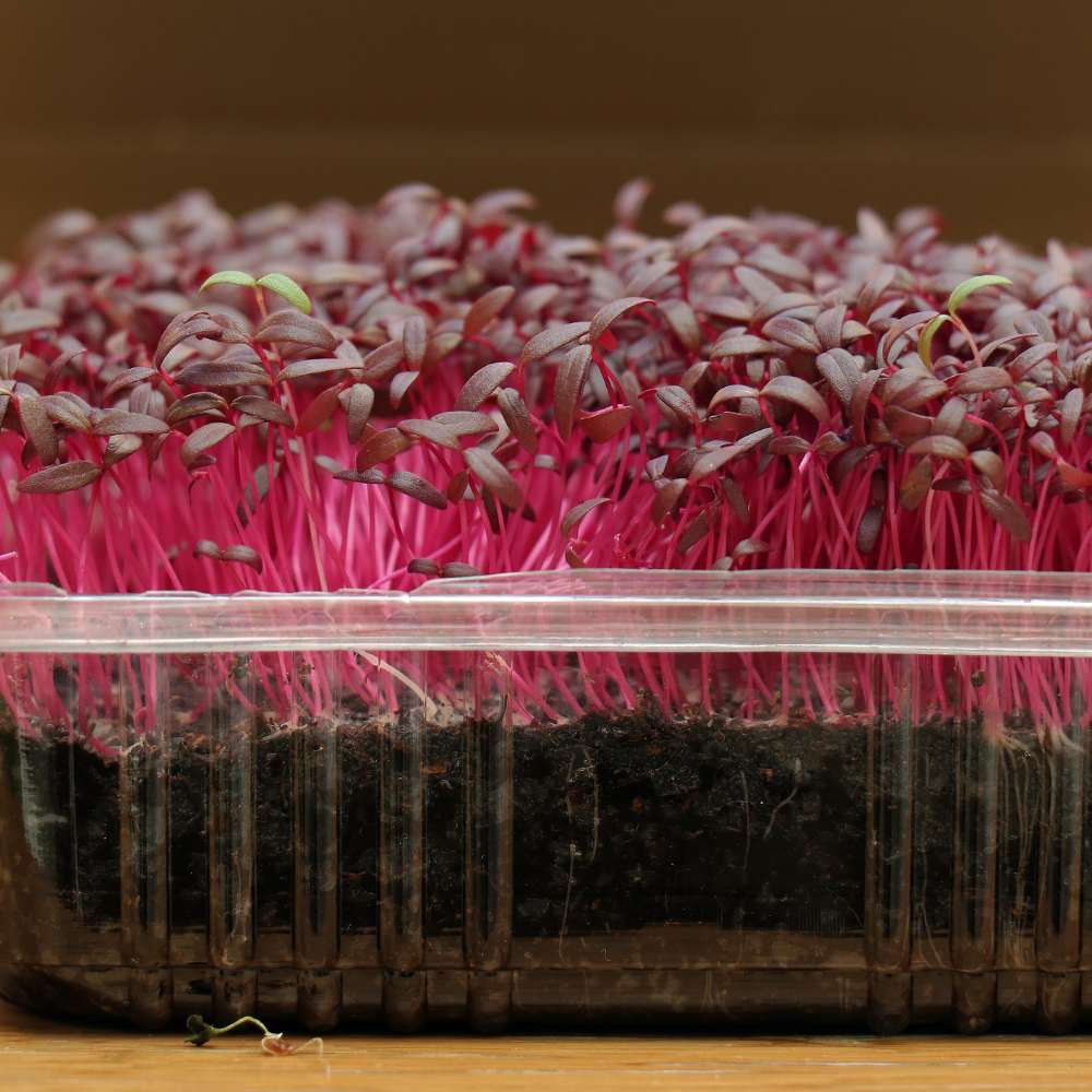 Buy The Best Quality Red Amaranth Microgreen Seeds Online Organic Bazar