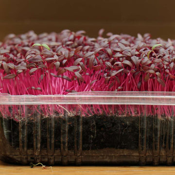 Red Amaranth Microgreen Seeds