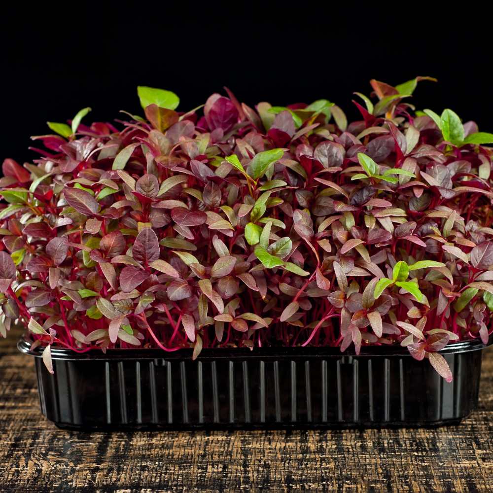 RRed Amaranth Microgreen Seeds