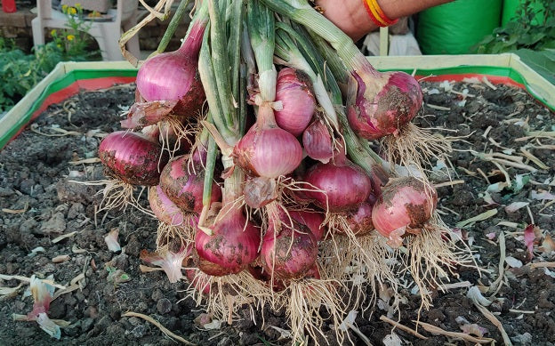 Red onion