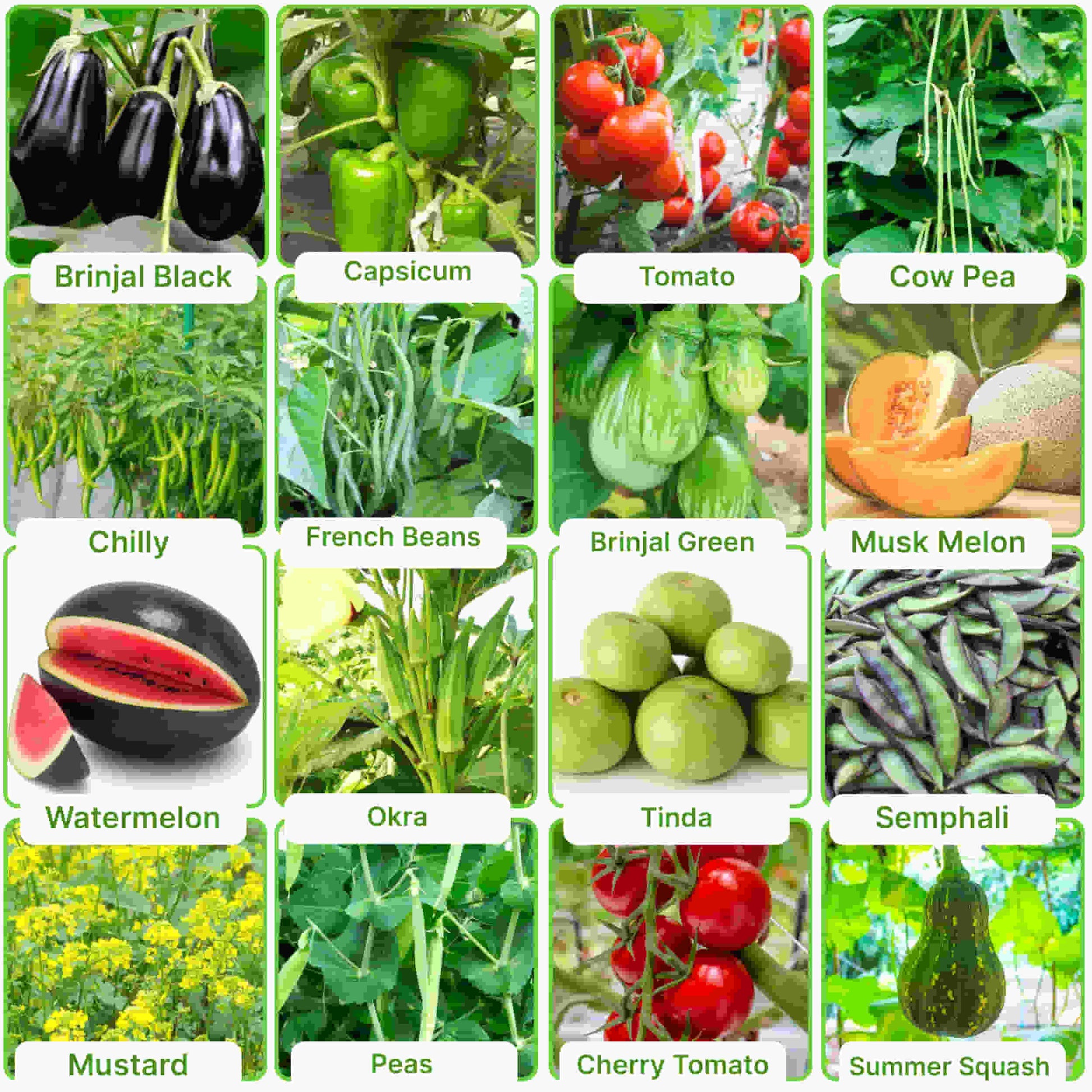 Remaining Vegetables with names