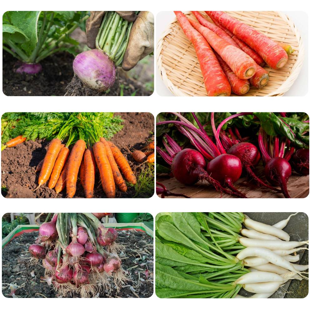 Root Vegetable Seeds Kit