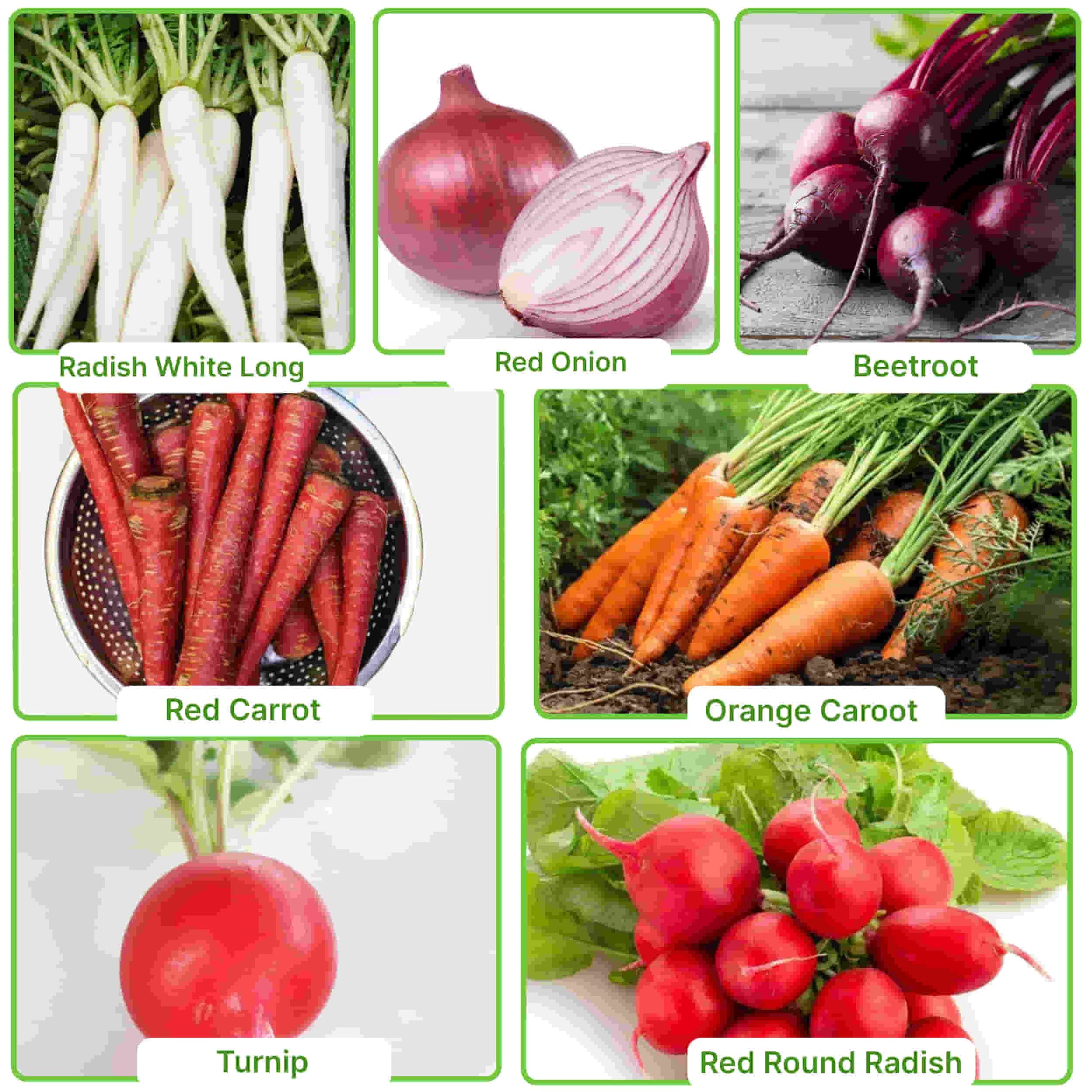 Root Vegetables with names