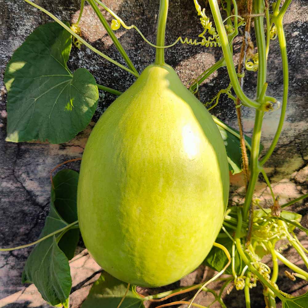 Round Bottle Gourd