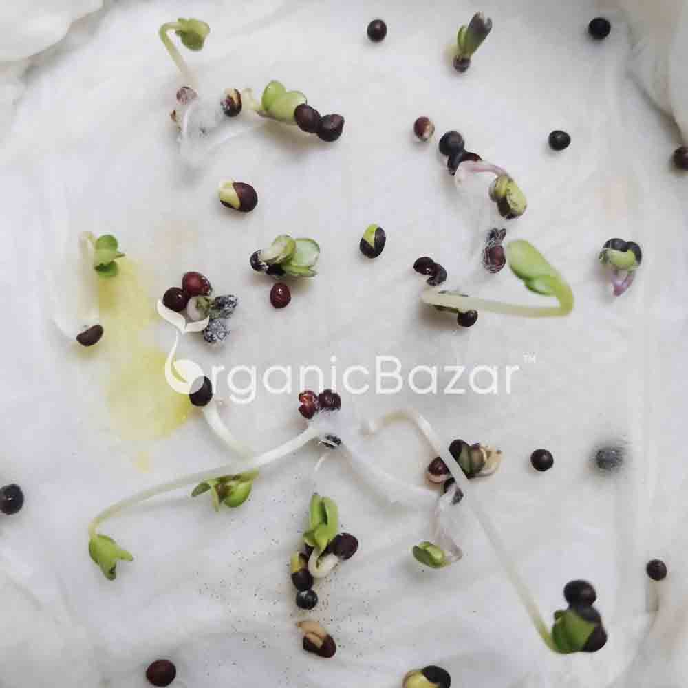 Saag Khanyari Seeds