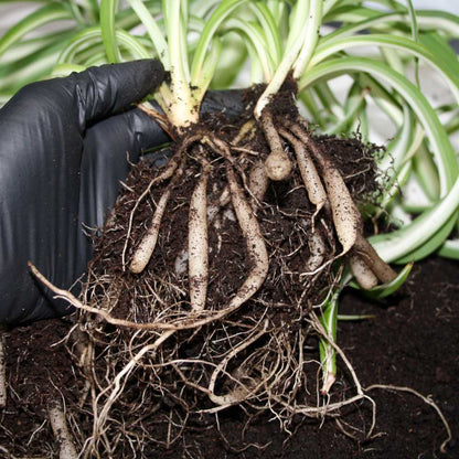 Safed Musli Bulbs Seeds