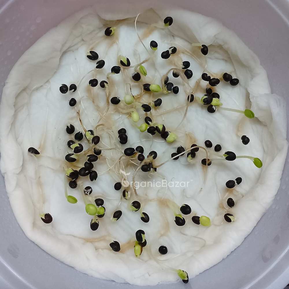 Sage Broad Leaf Seeds