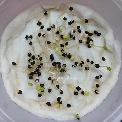Sage Broad Leaf Seeds
