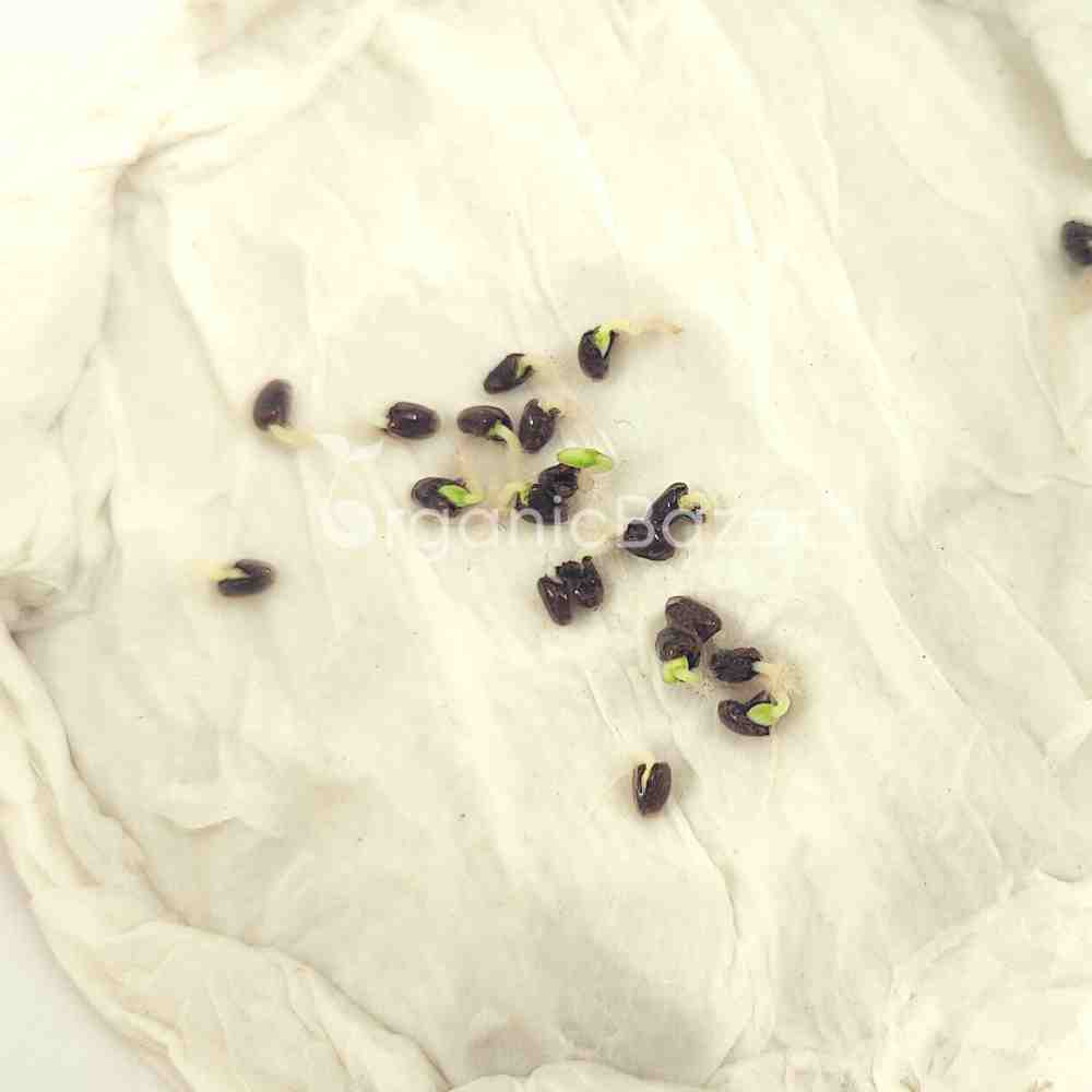 Salvia Seeds