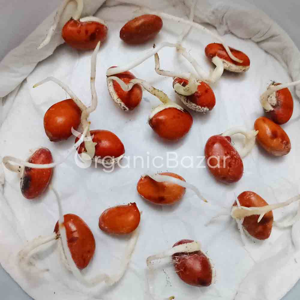 Sem Phali/Lima Beans Seeds Bush Type