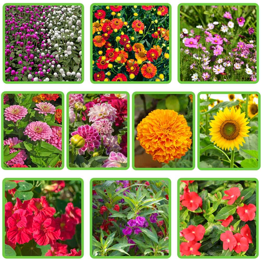 10 Best Summer Season Flowers Seed kit
