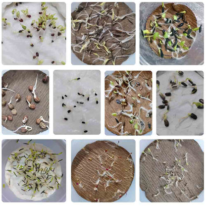 Set of 10 Summer Season Flowers Seed kit