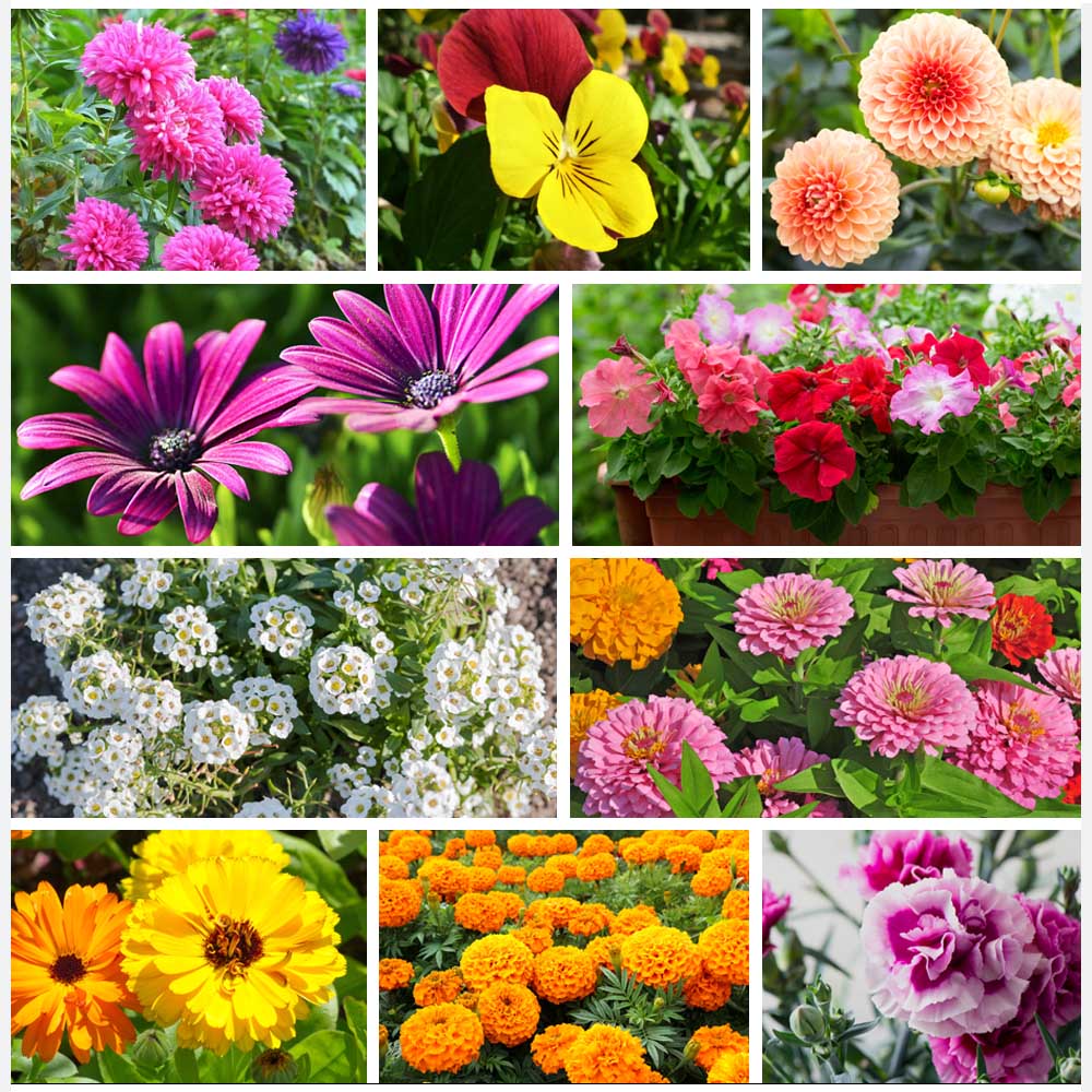 Set of 10 winter season flower seeds kit copy wt Text