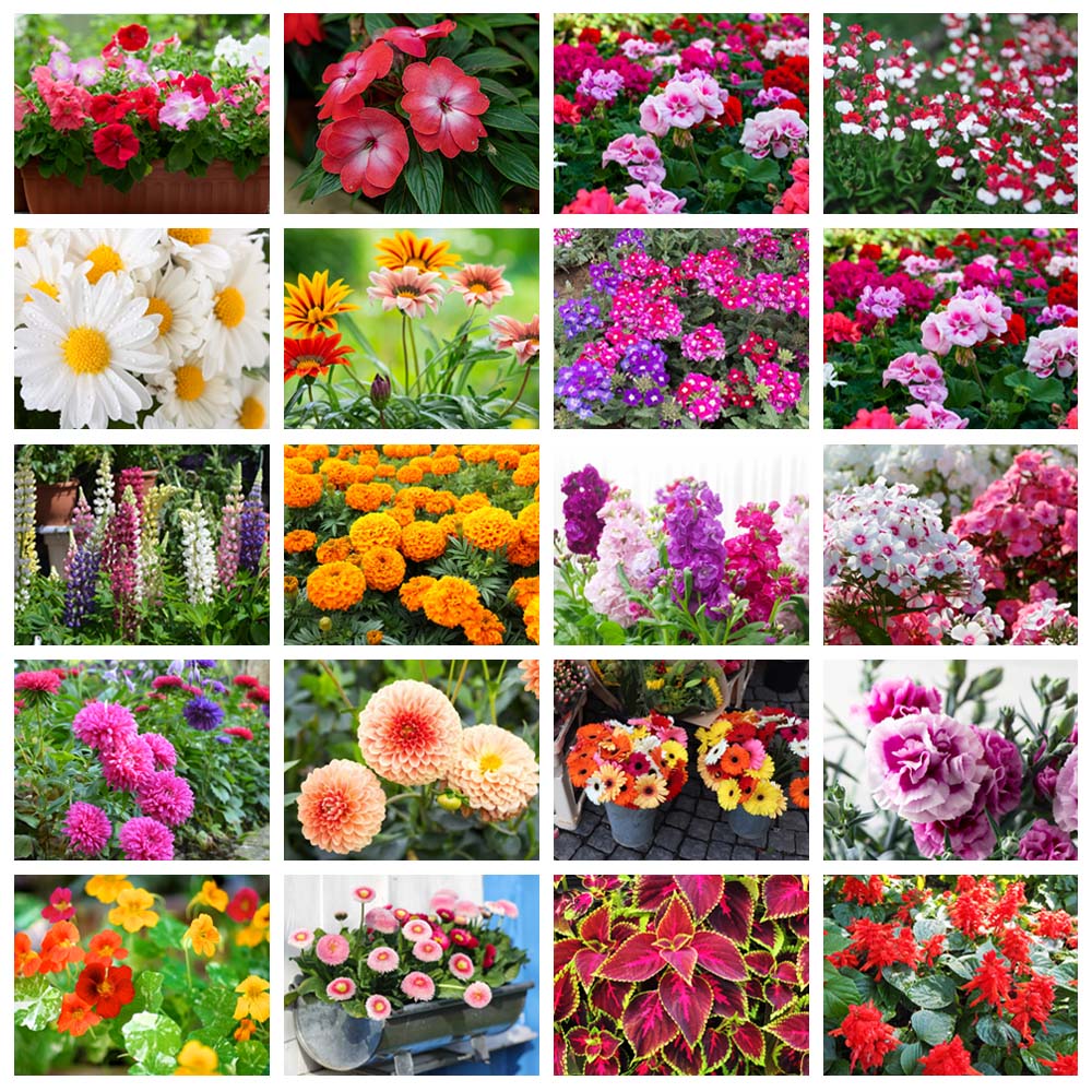Set of 20 Winter Season Flower Seeds Kit