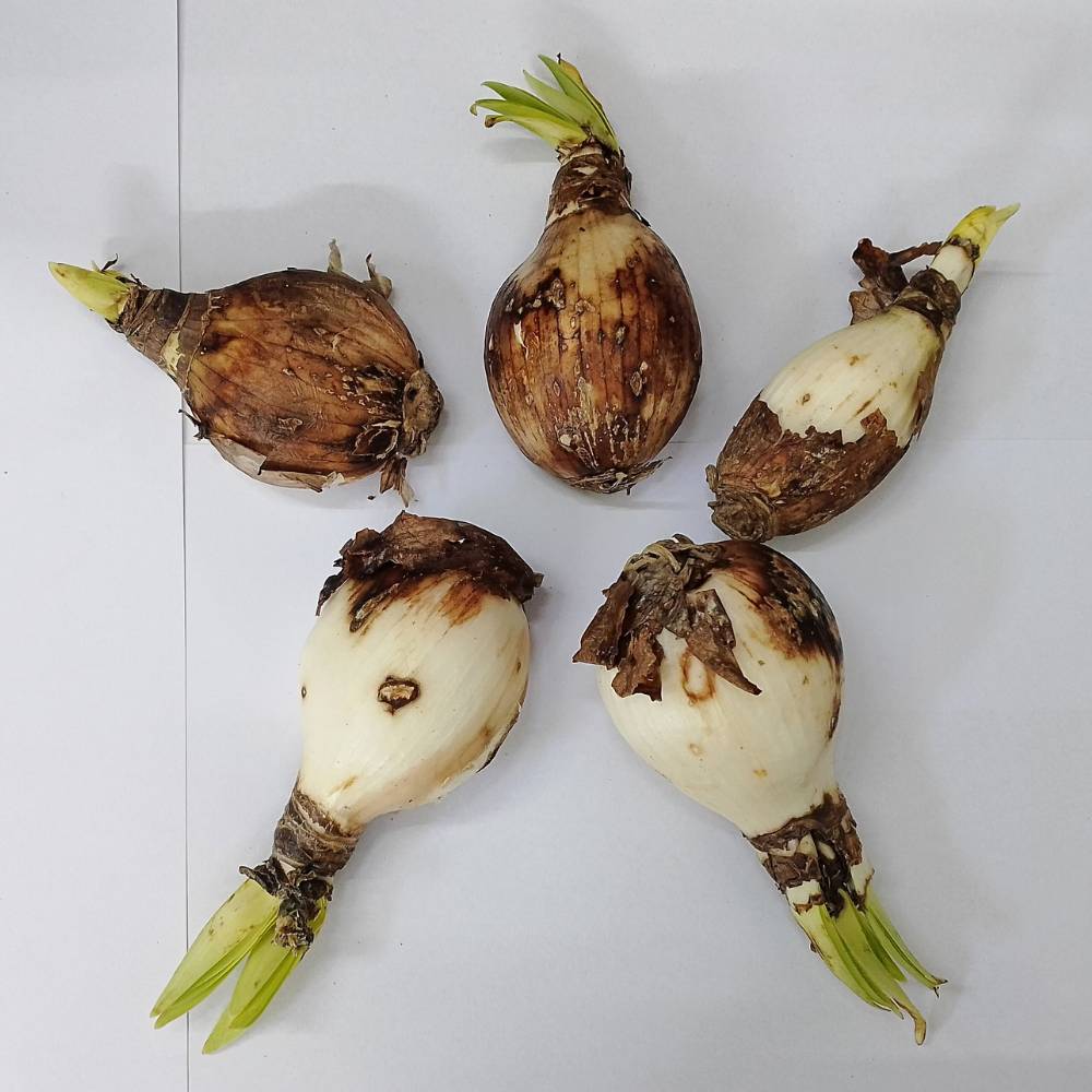 Spider Lily Yellow Flower Bulbs