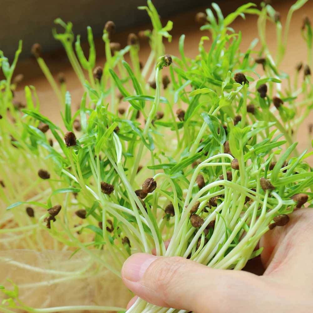 Spinach Microgreens 1 (2)
