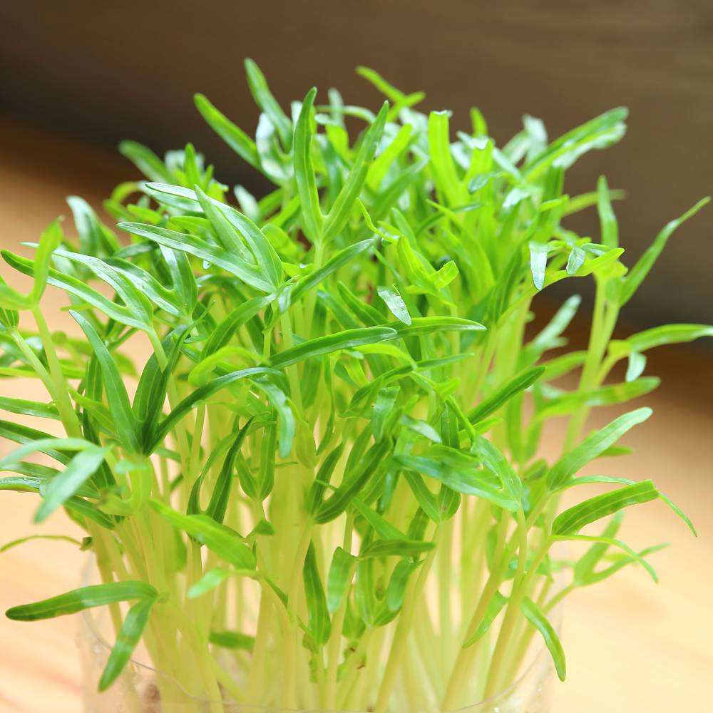 Spinach Microgreen Seeds