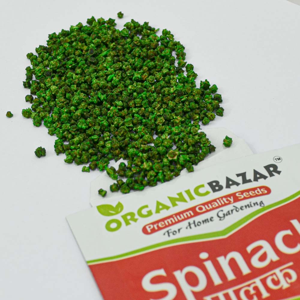 Spinach seeds Hybrid (750+ Seeds)