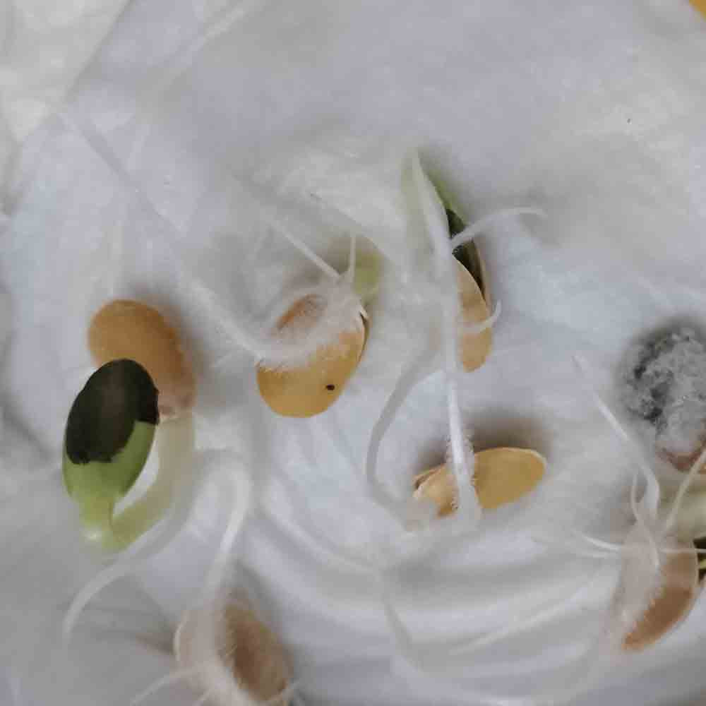 Sponge gourd F1 White Long Seeds