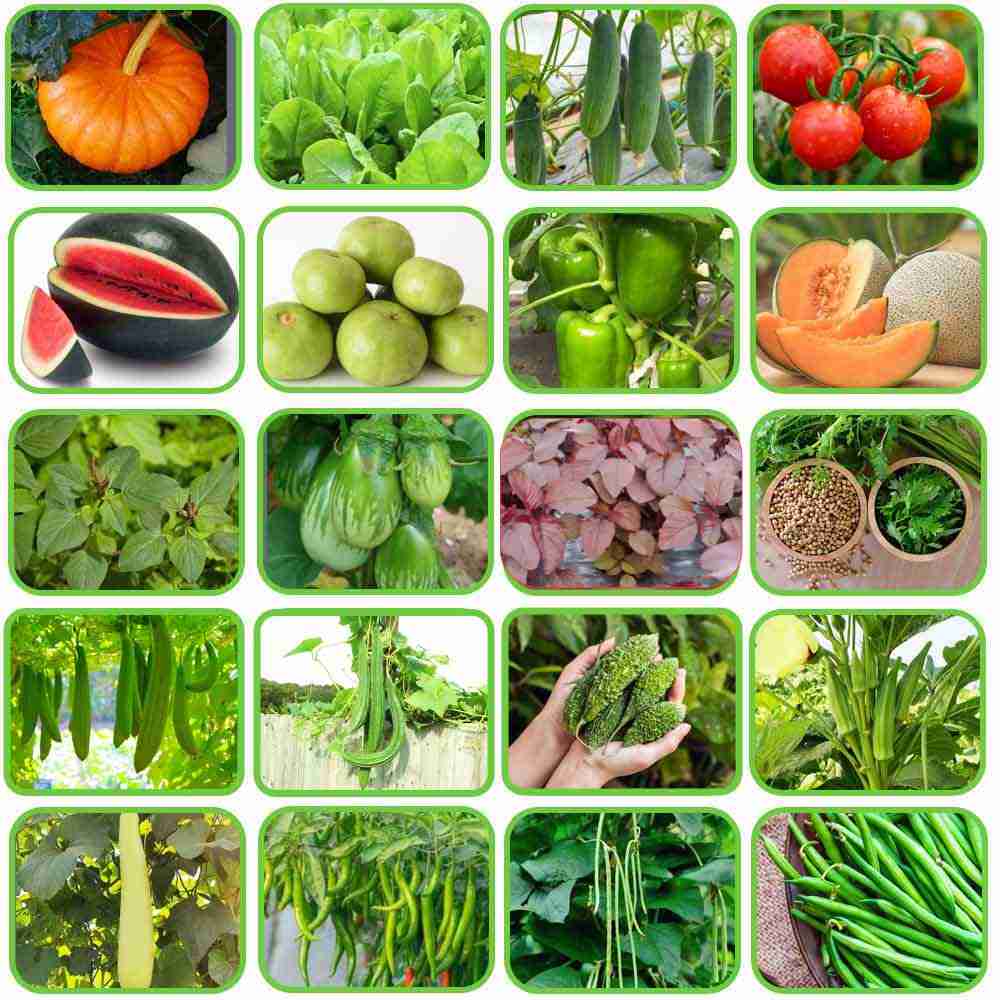 Summer Vegetable Seeds Kit Hybrid (3)